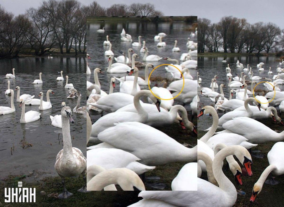 Kačicu sme zámerne skryli takto / Moje Collage