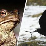Ak za 7 sekúnd uvidíte žabu medzi vranami, máte oči