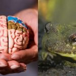 Len úžasne schopní ľudia uvidia žabu za 5 sekúnd: „nepodarená“
