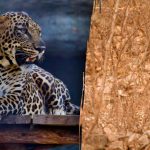 Nájsť leoparda v lese za 4 sekundy: hádanka pre skutočného